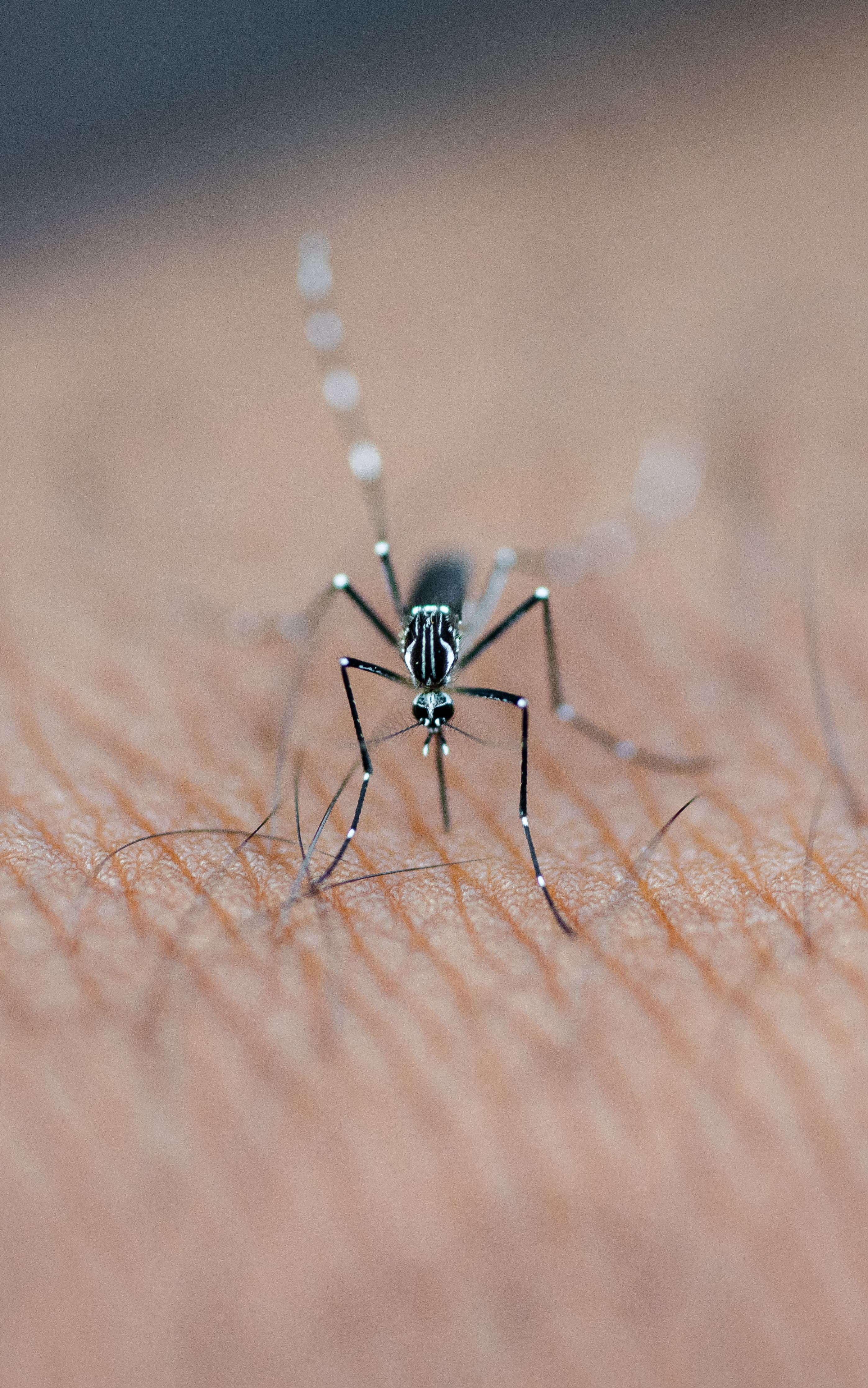 Malaria: Causes, Symptoms, and Prevention in Ghana